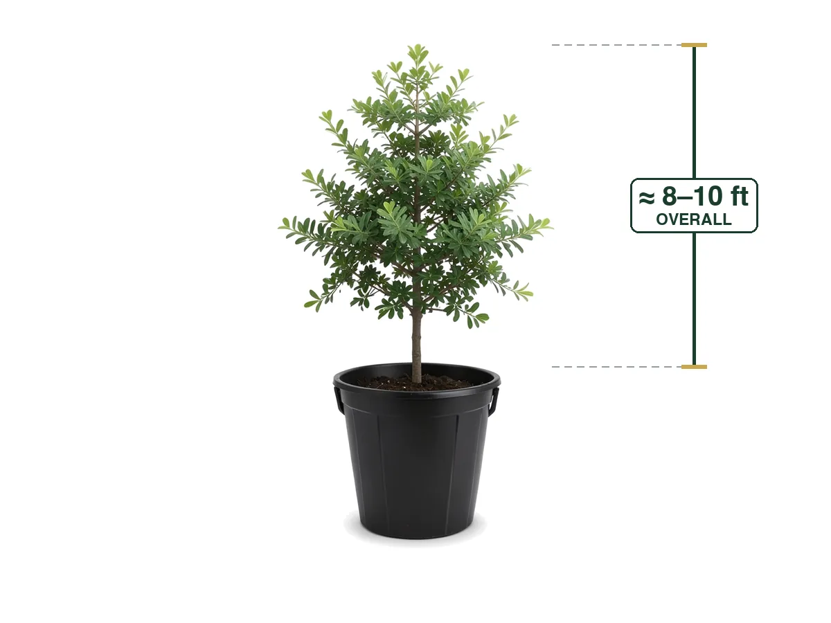Black Olive Tree