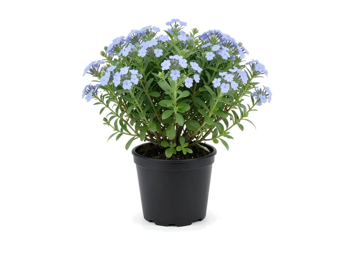 Blue Plumbago