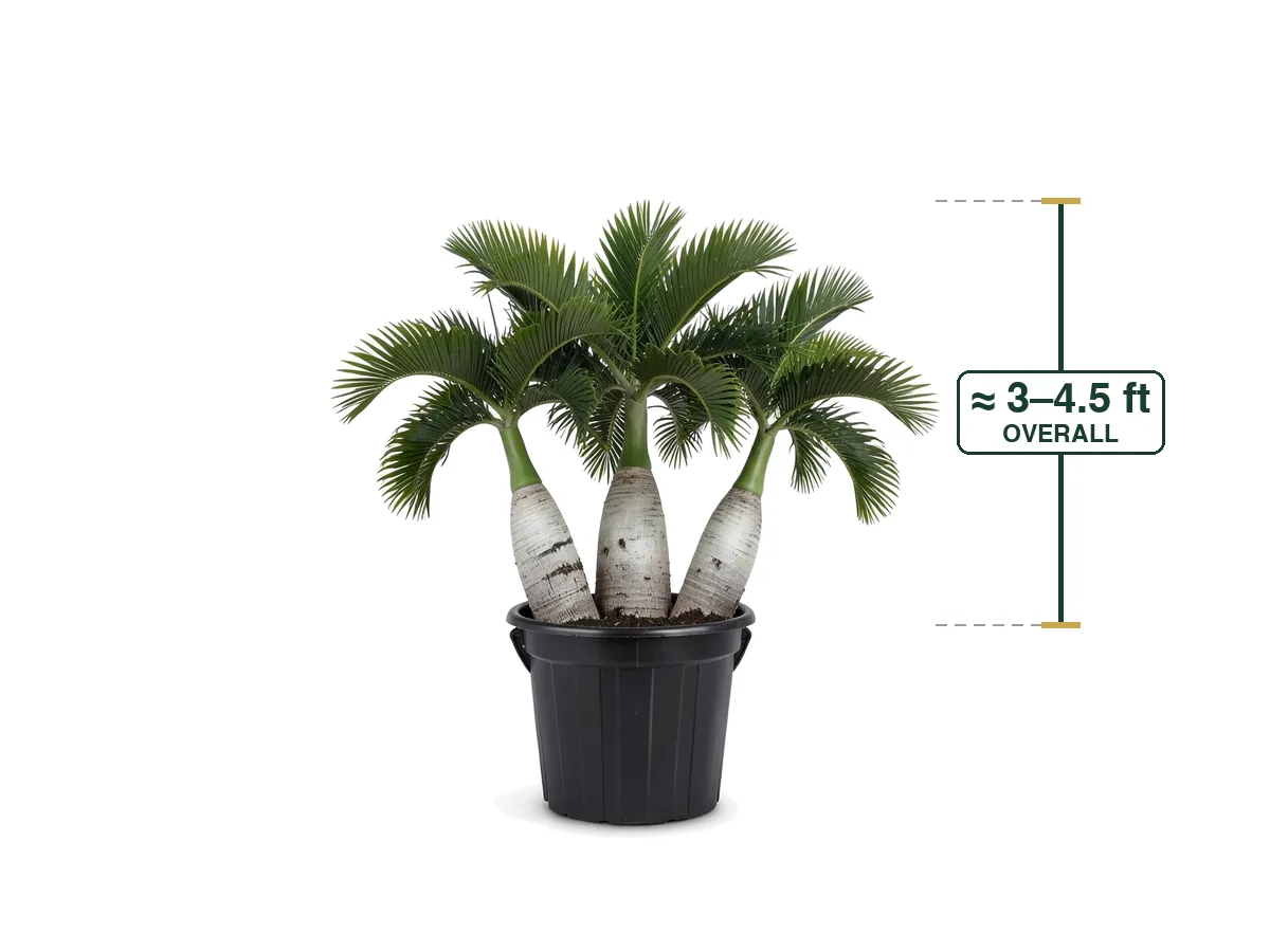 Bottle Palm Triple, 15 Gallon