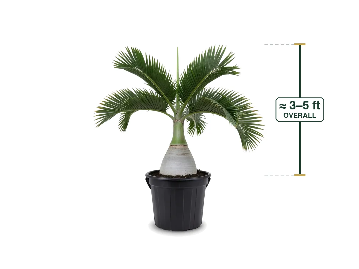 Bottle Palm delivered and installed in Cape Coral, FL by Florida Palm and Plant Co.