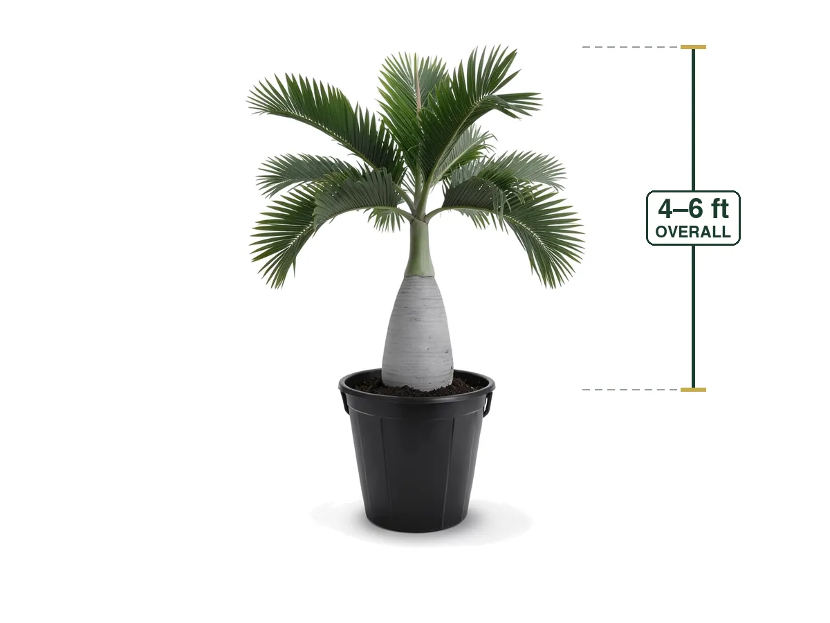 Bottle Palm, 25 Gallon