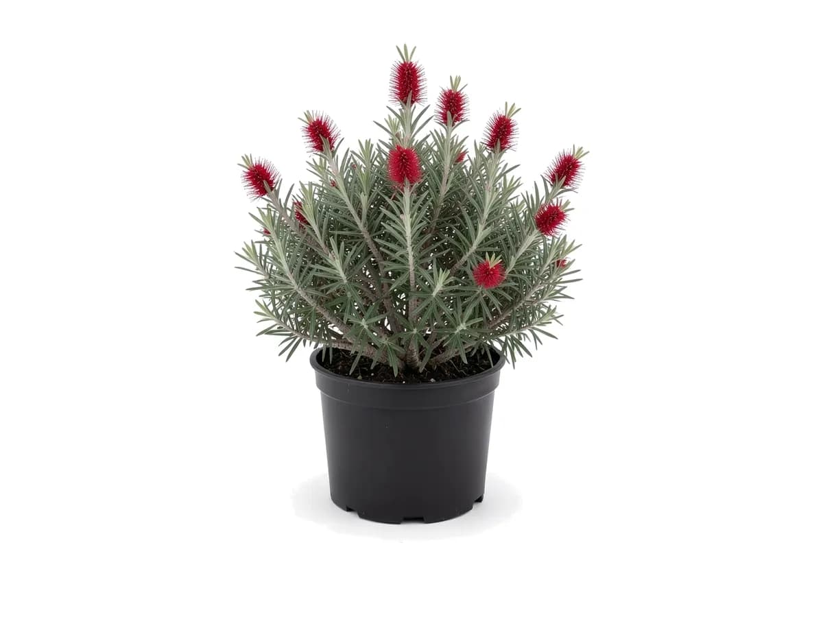 Bottlebrush Dwarf