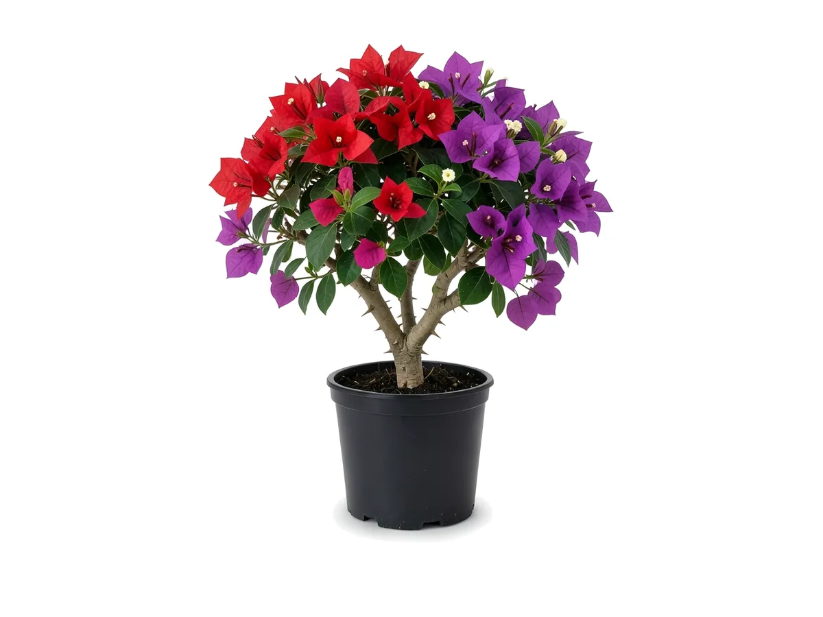 Bougainvillea Red & Purple, 3 Gallon
