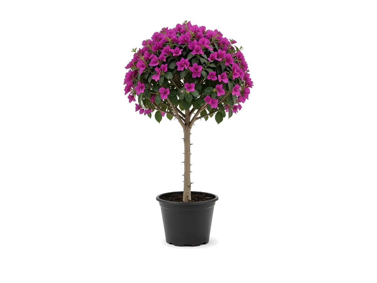 Bougainvillea Tree, 7 Gallon