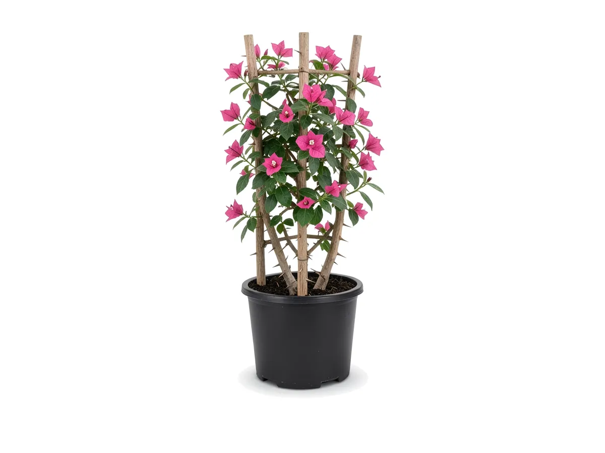 Bougainvillea Trellis Pink, 7 Gallon
