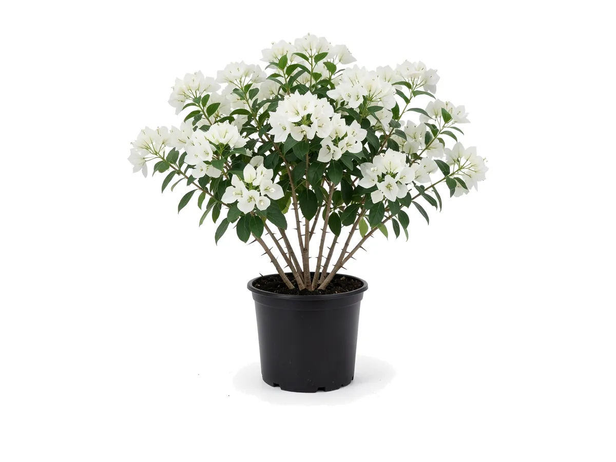 Bougainvillea White