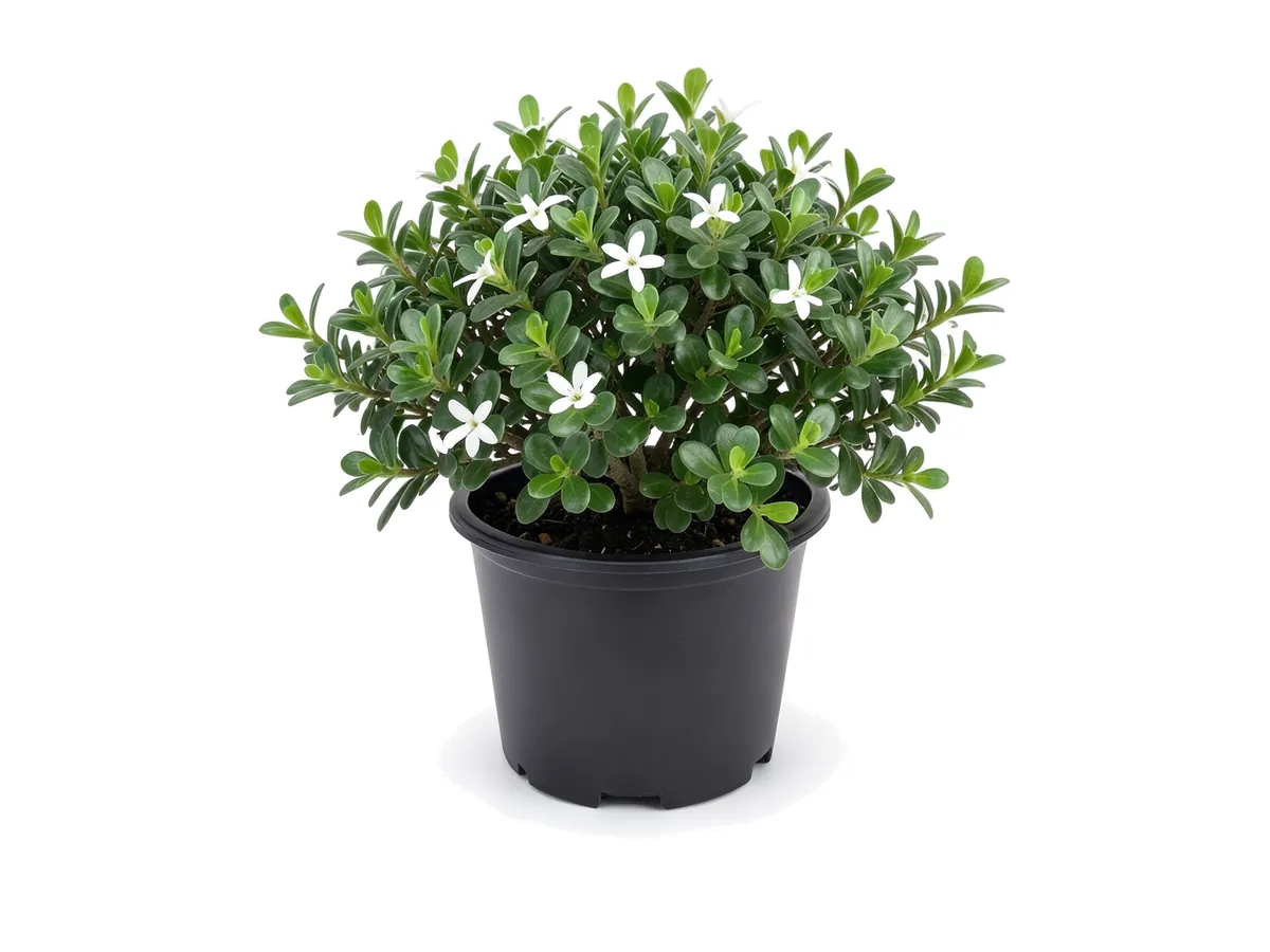Boxwood Emerald Blanket