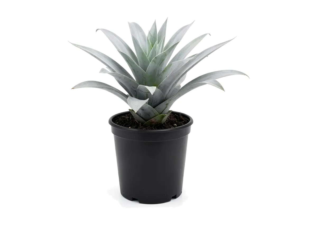 Bromeliad Grey Adorata