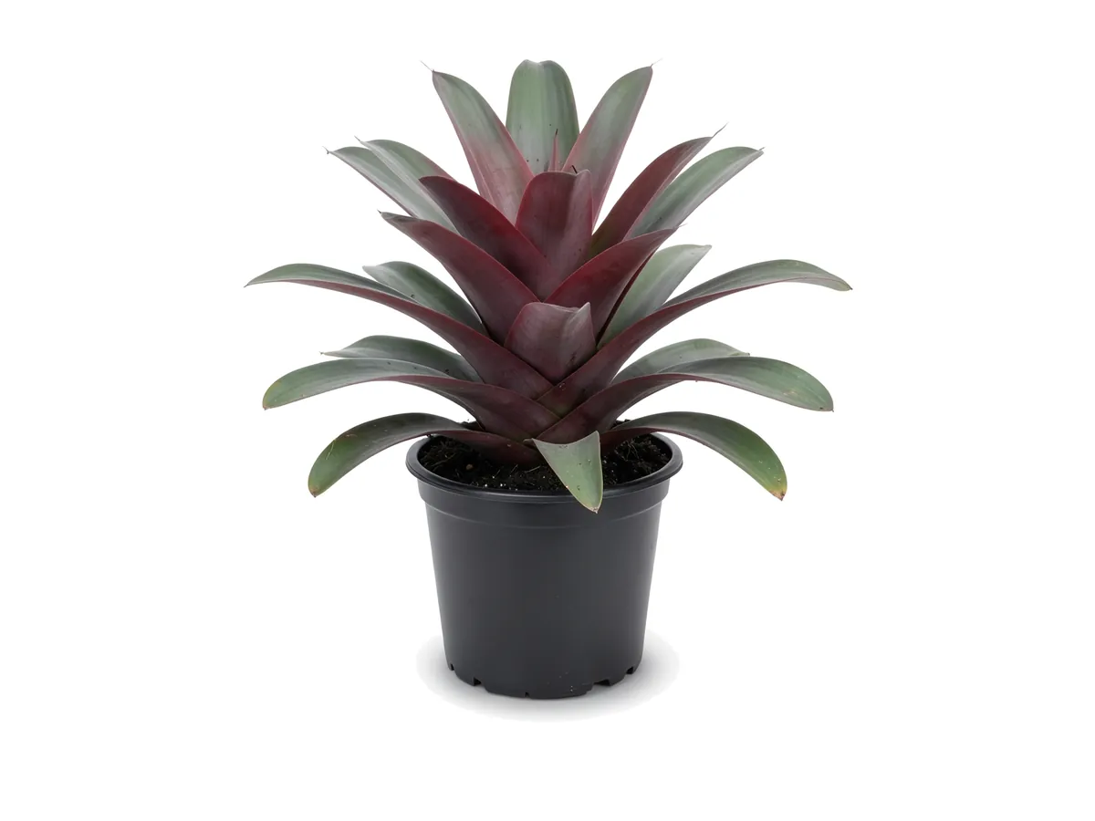 Bromeliad Imperial, 3 Gallon