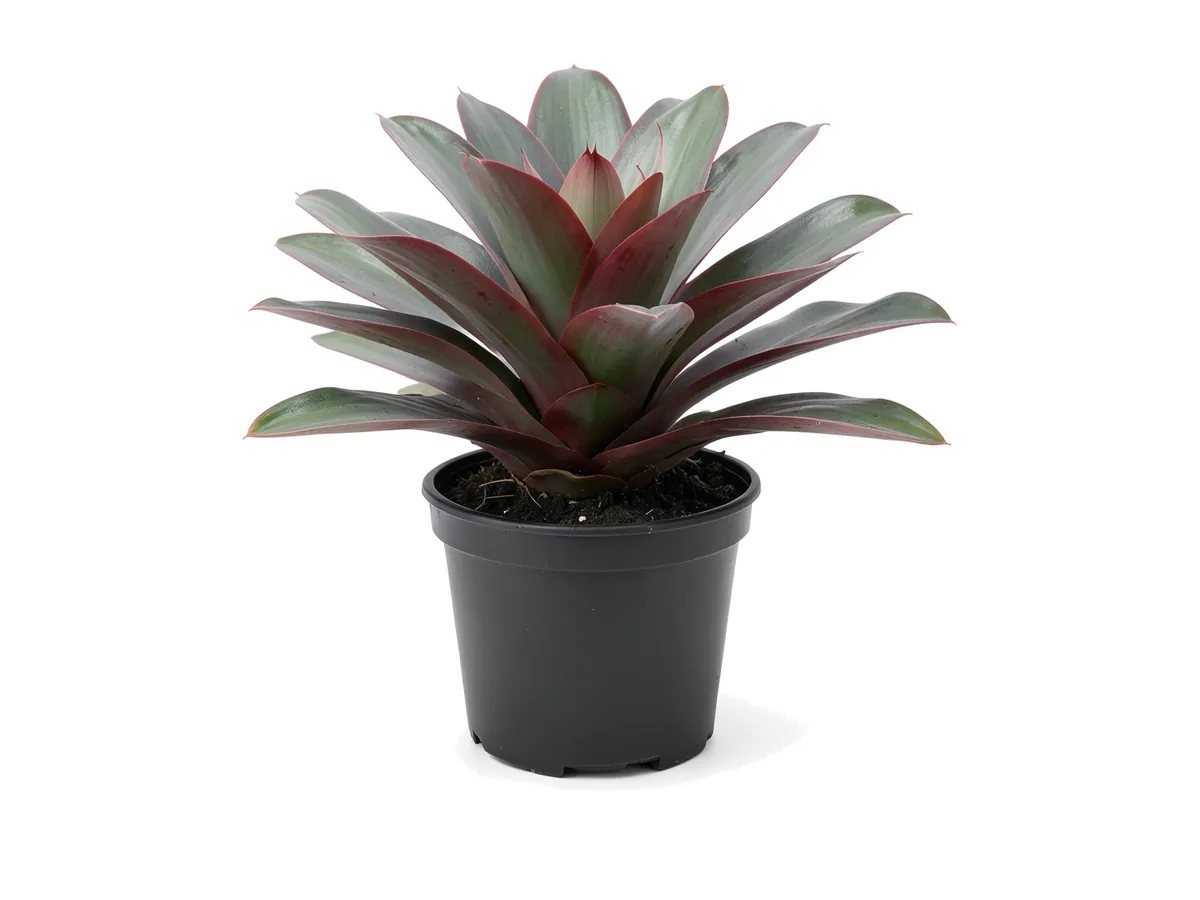 Bromeliad Imperialis