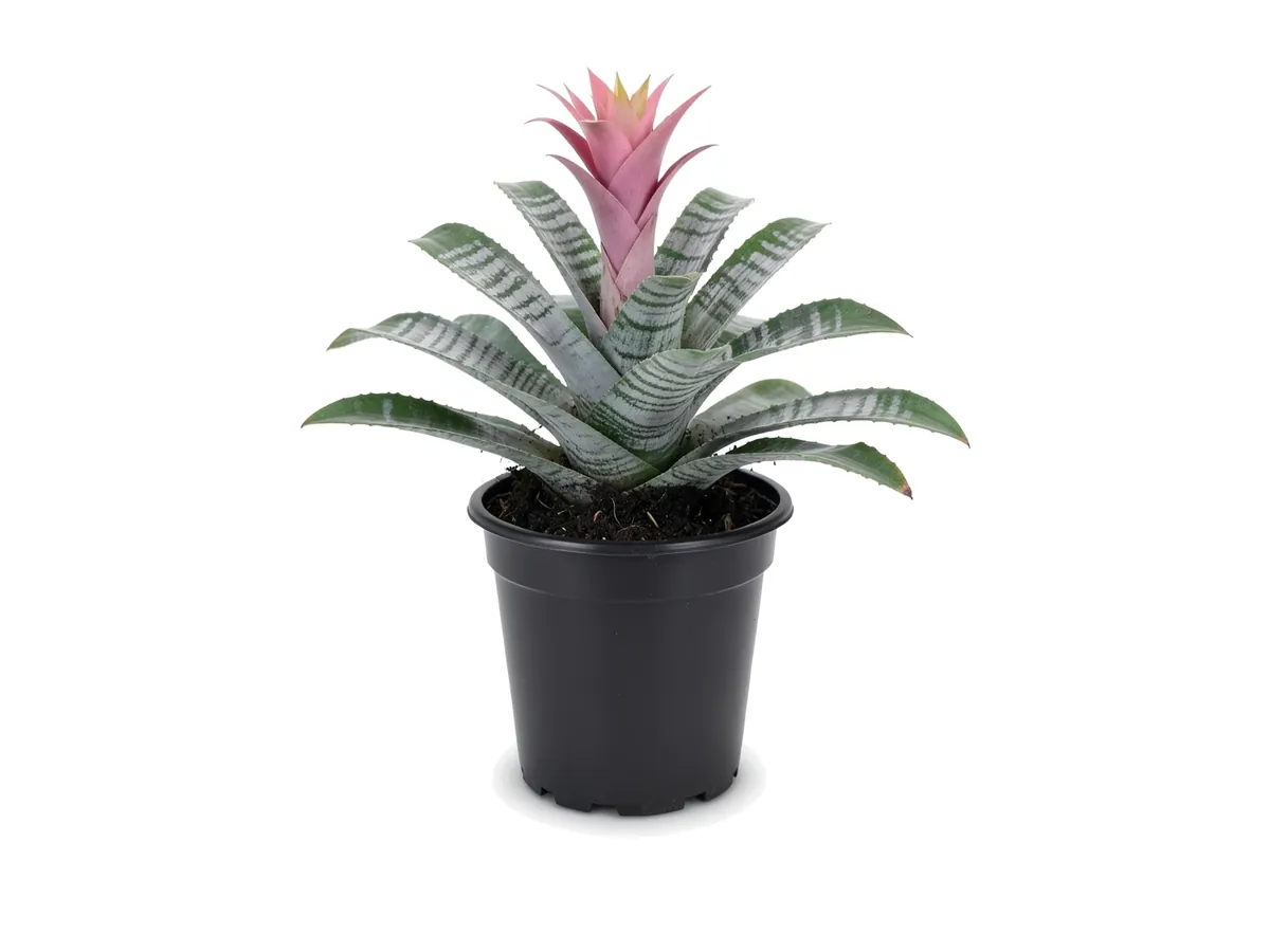 Bromeliad, 1 Gallon