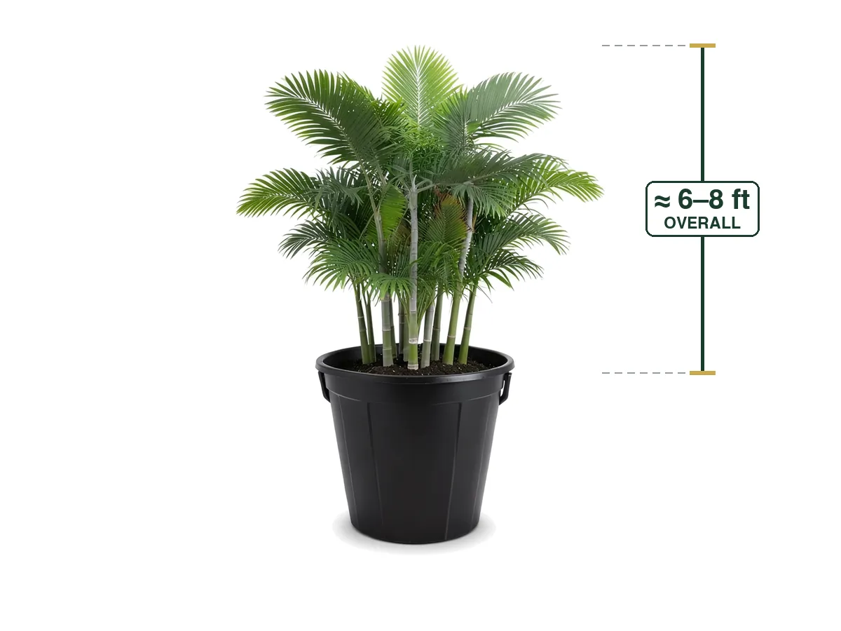 Illustration of a Cabada Palm (25 Gallon) for sale at Florida Palm and Plant Co. in SW Florida