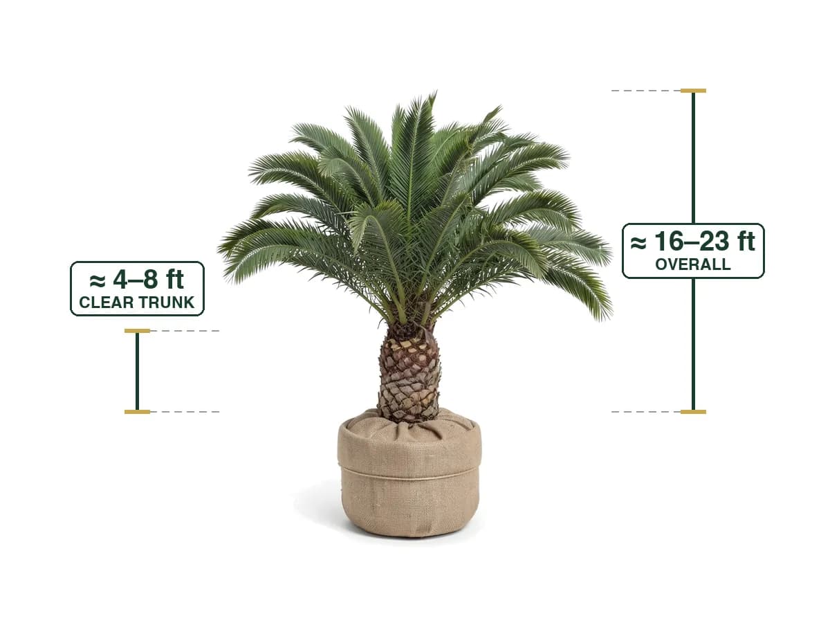 Canary Island Date Palm