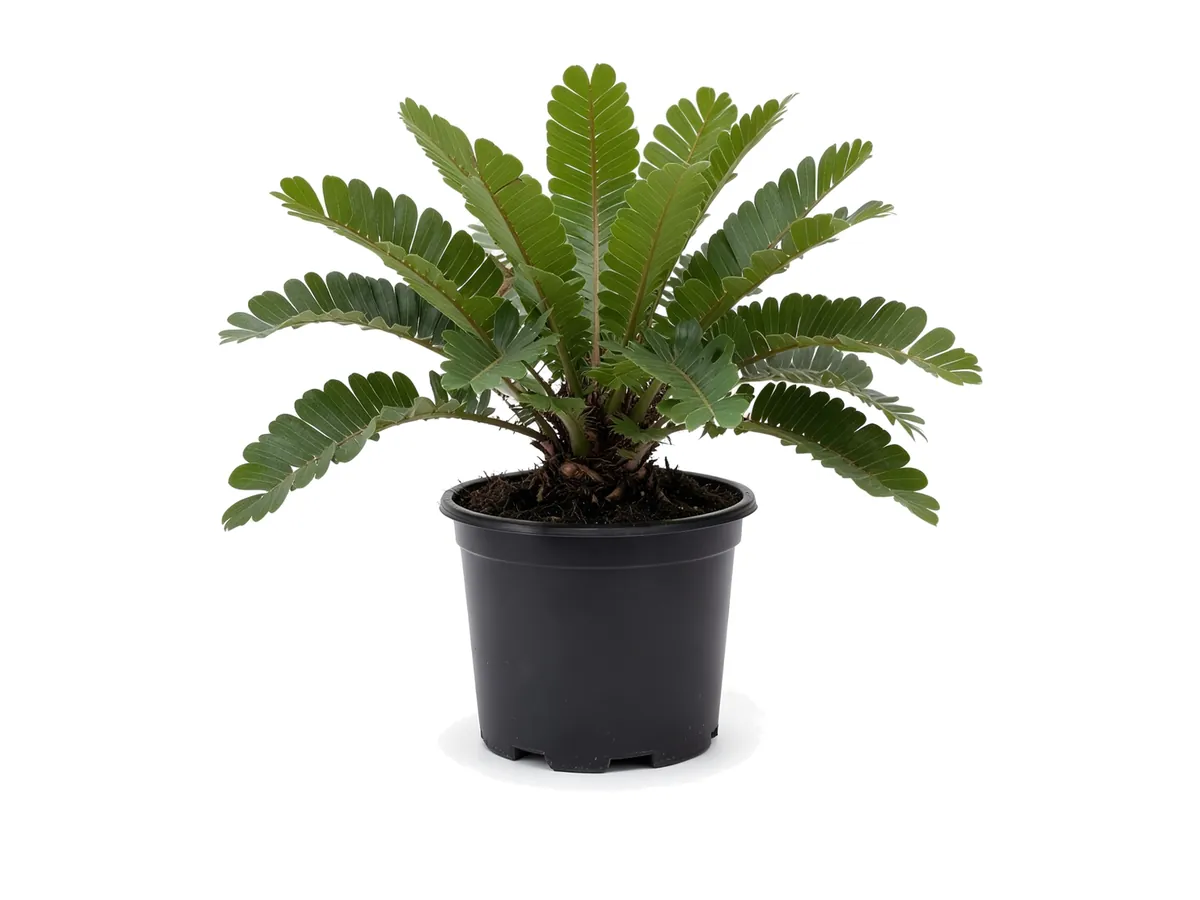 Illustration of a Cardboard Palm (3 Gallon) for sale at Florida Palm and Plant Co. in SW Florida