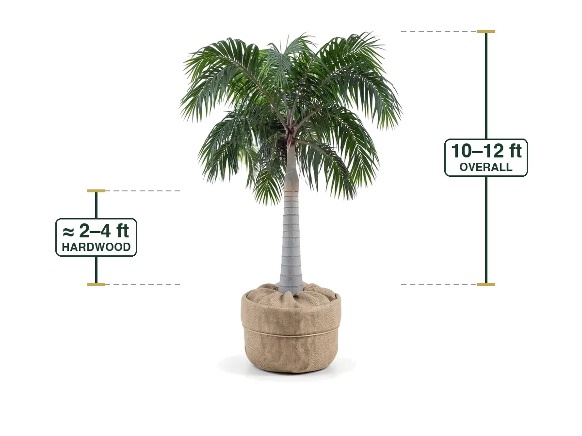 Carpentaria Palm