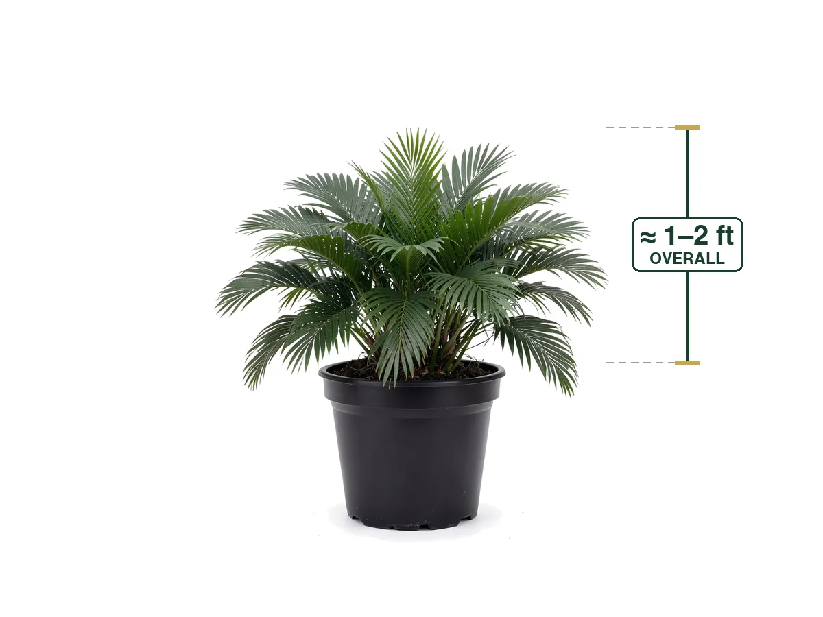 Cat Palm, 3 Gallon