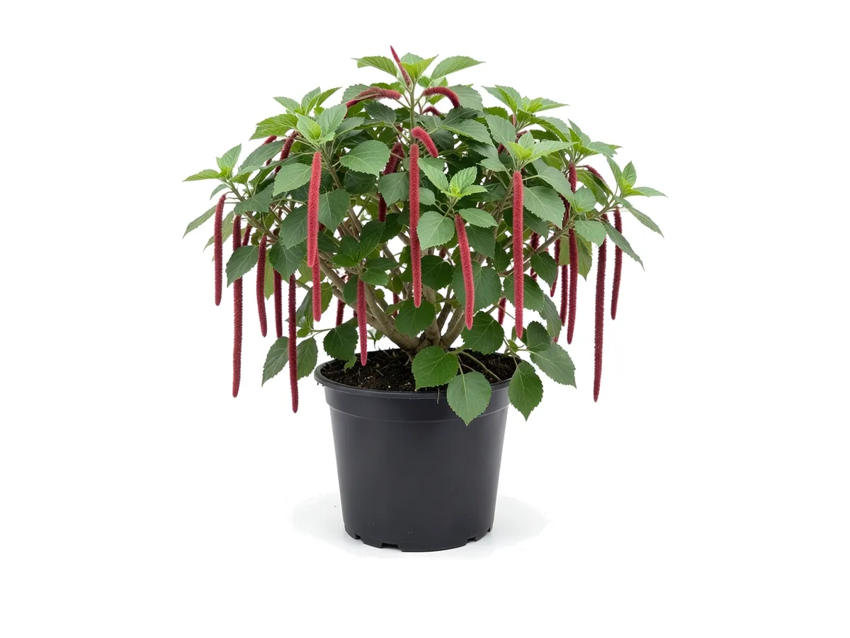Chenille Plant