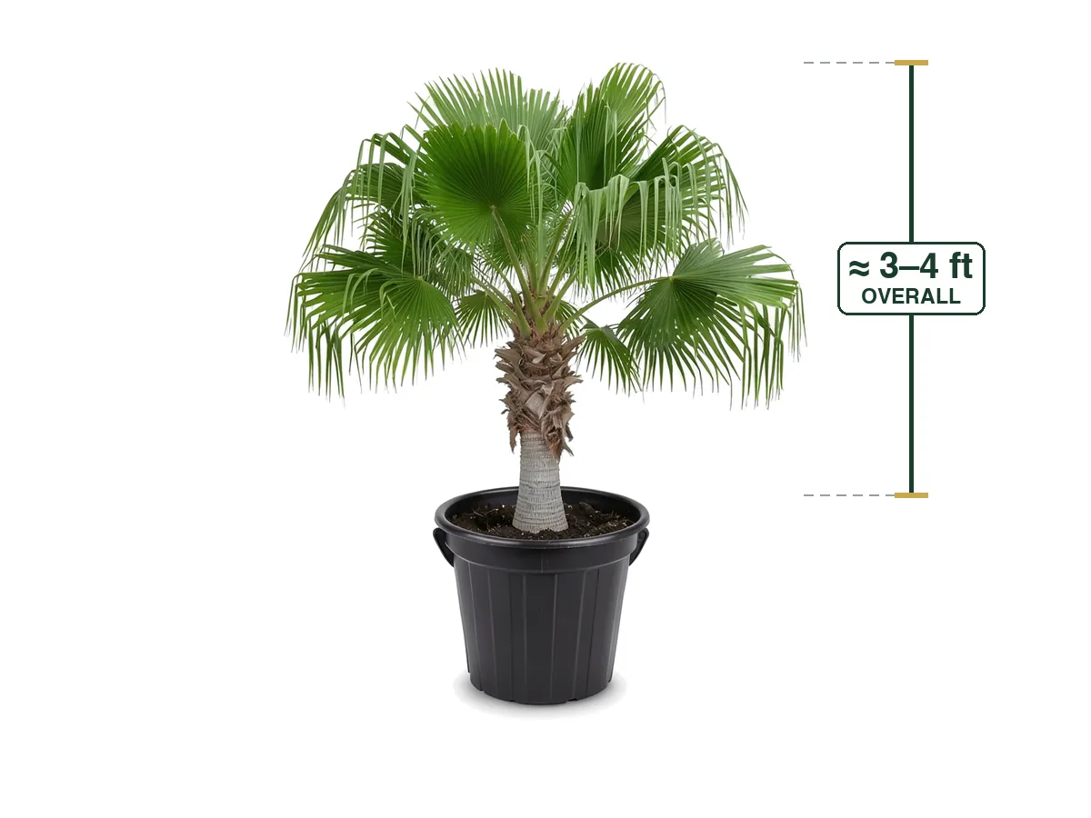 Chinese Fan Palm