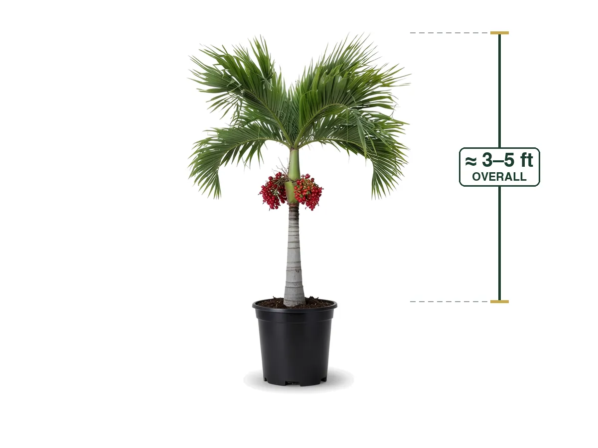 Christmas Palm, 7 Gallon
