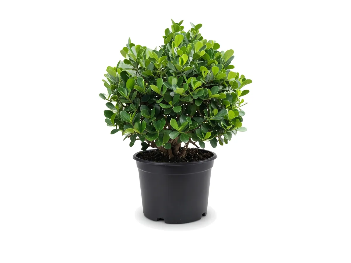 Clusia Dwarf
