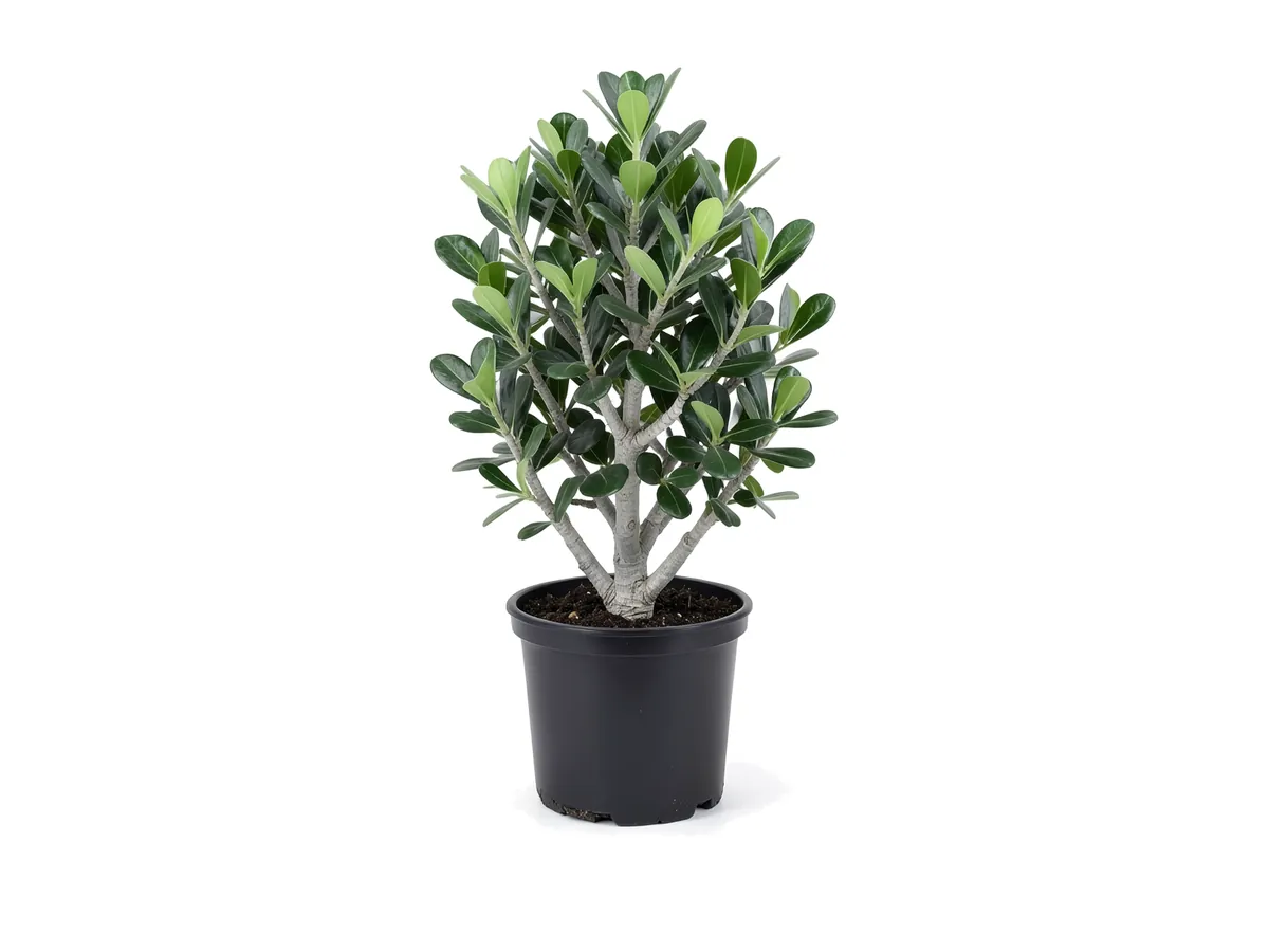 Clusia, 3 Gallon
