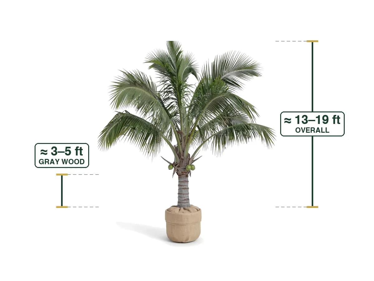 Coconut Palm, 3'-5'