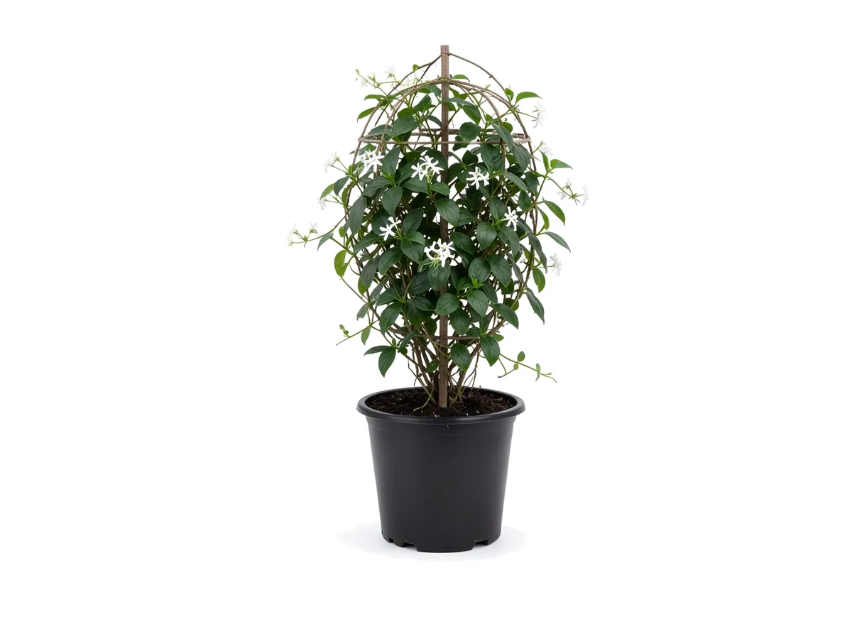 Confederate Jasmine Trellis, 7 Gallon