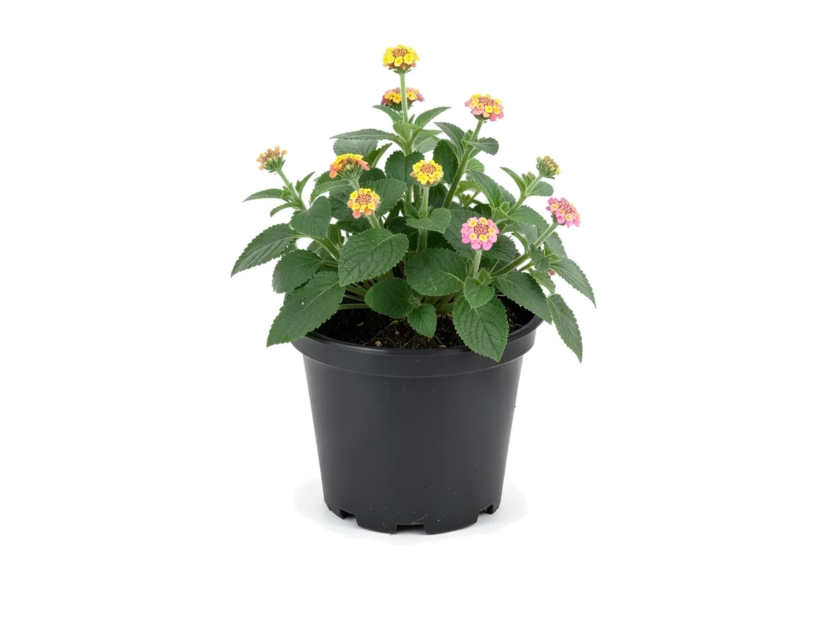 Confetti Lantana