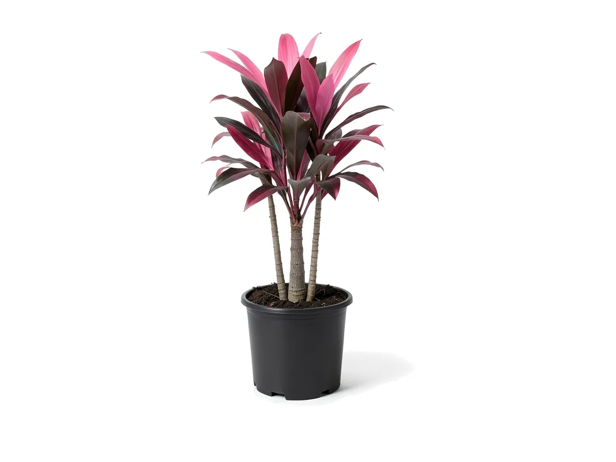 Cordyline Red Sister