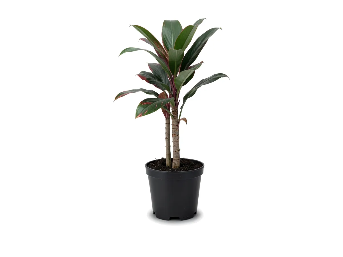 Cordyline, 3 Gallon