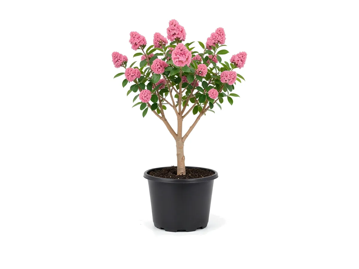 Crape Myrtle, 3 Gallon