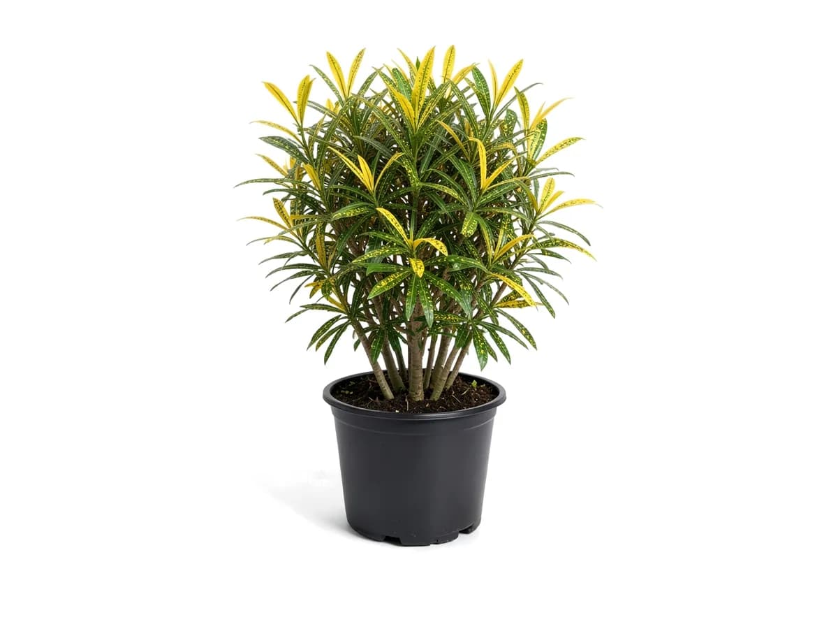 Croton Banana, 3 Gallon