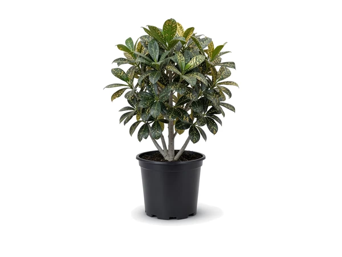 Croton Gold Dust, 3 Gallon