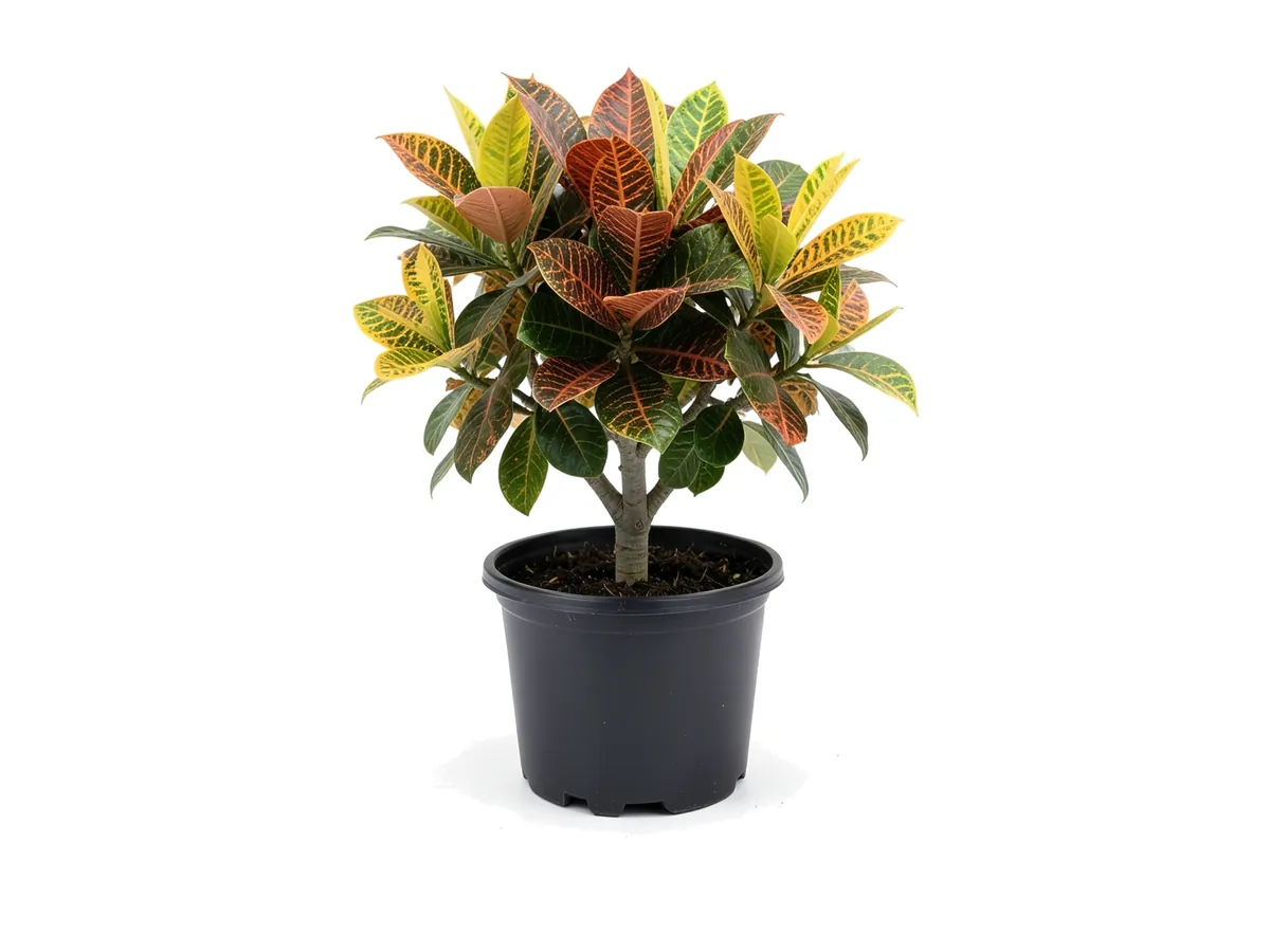 Croton Magnificent, 3 Gallon