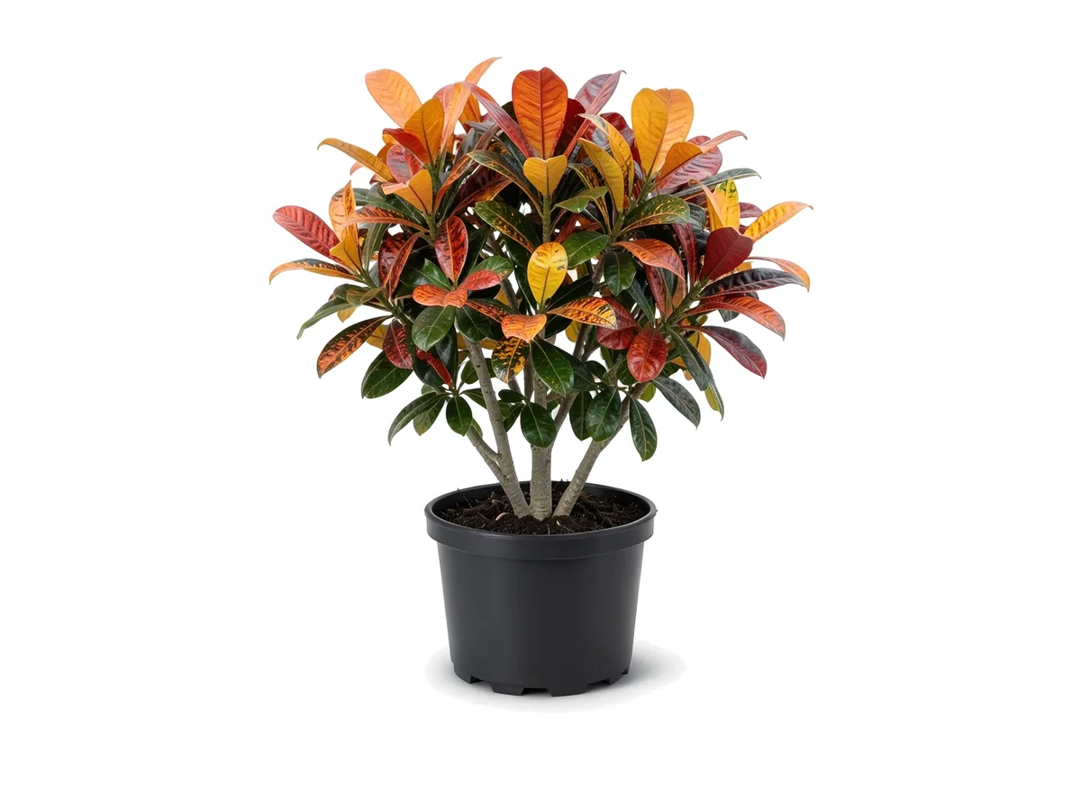 Croton Mamey, 3 Gallon