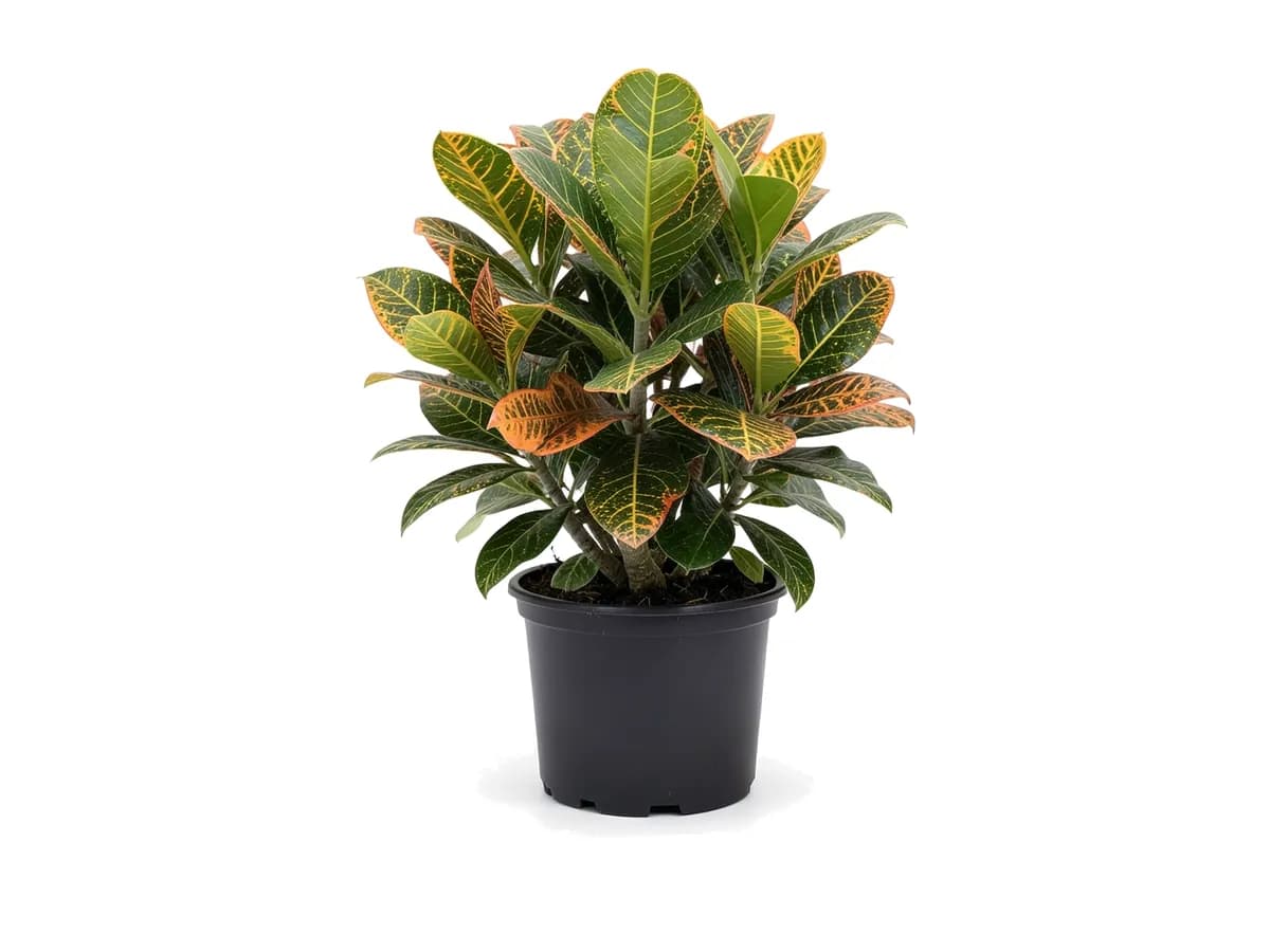 Croton Petra