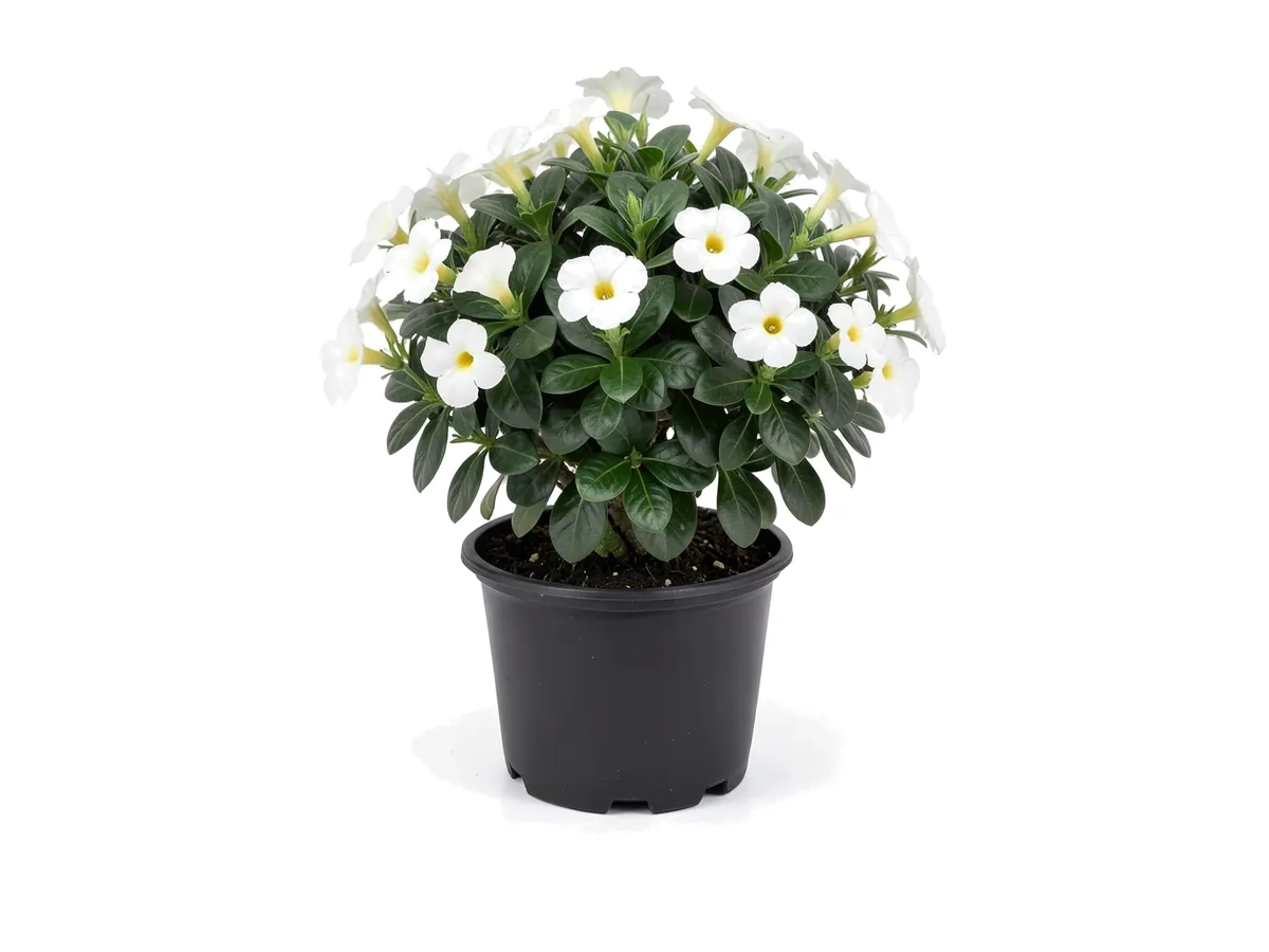 Dipladenia Madina White, 3 Gallon