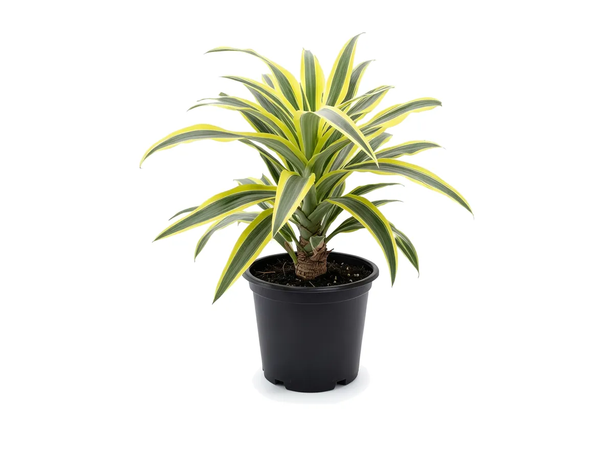 Dracaena Lemon Lime