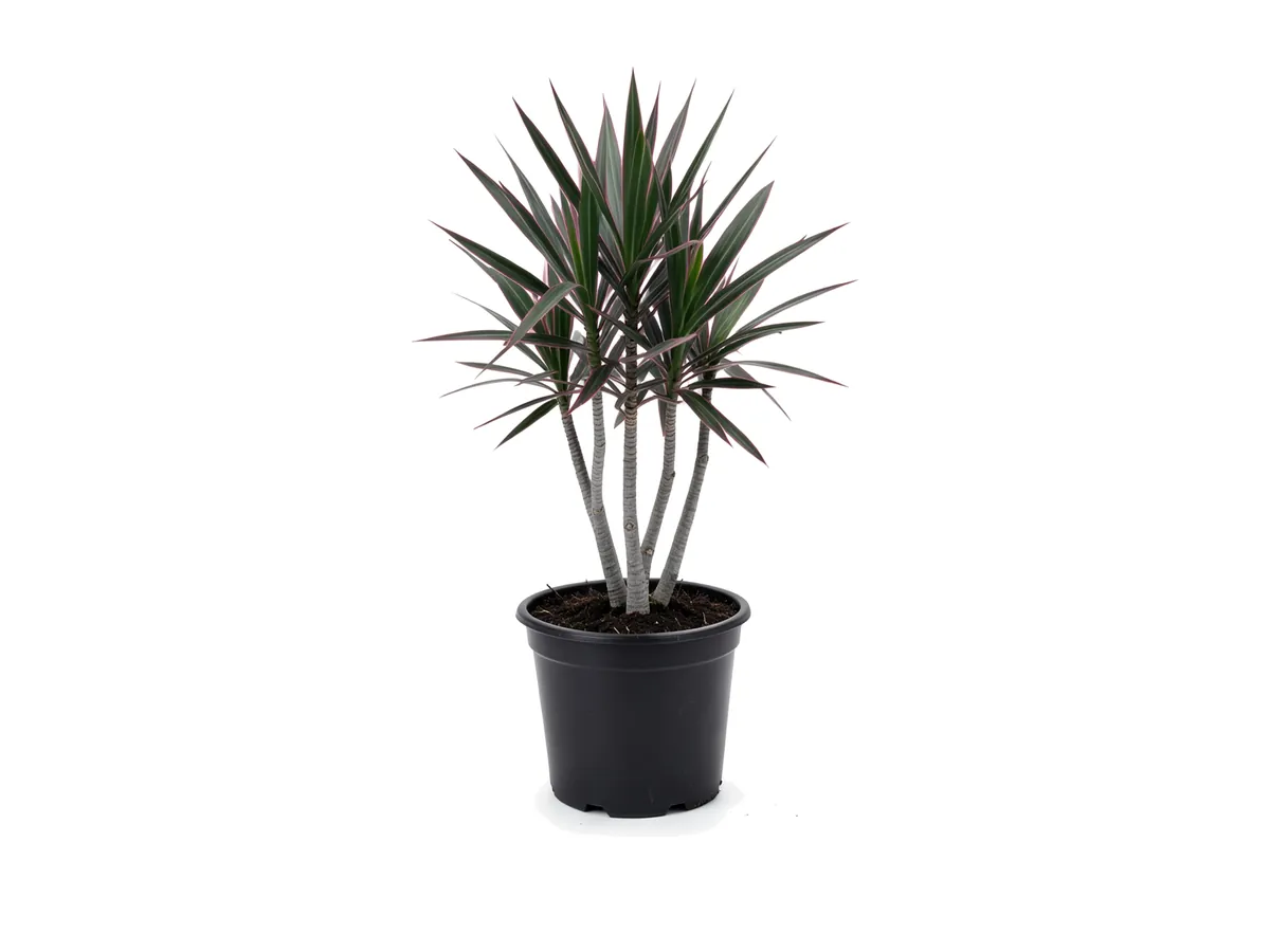 Dracaena Marginata