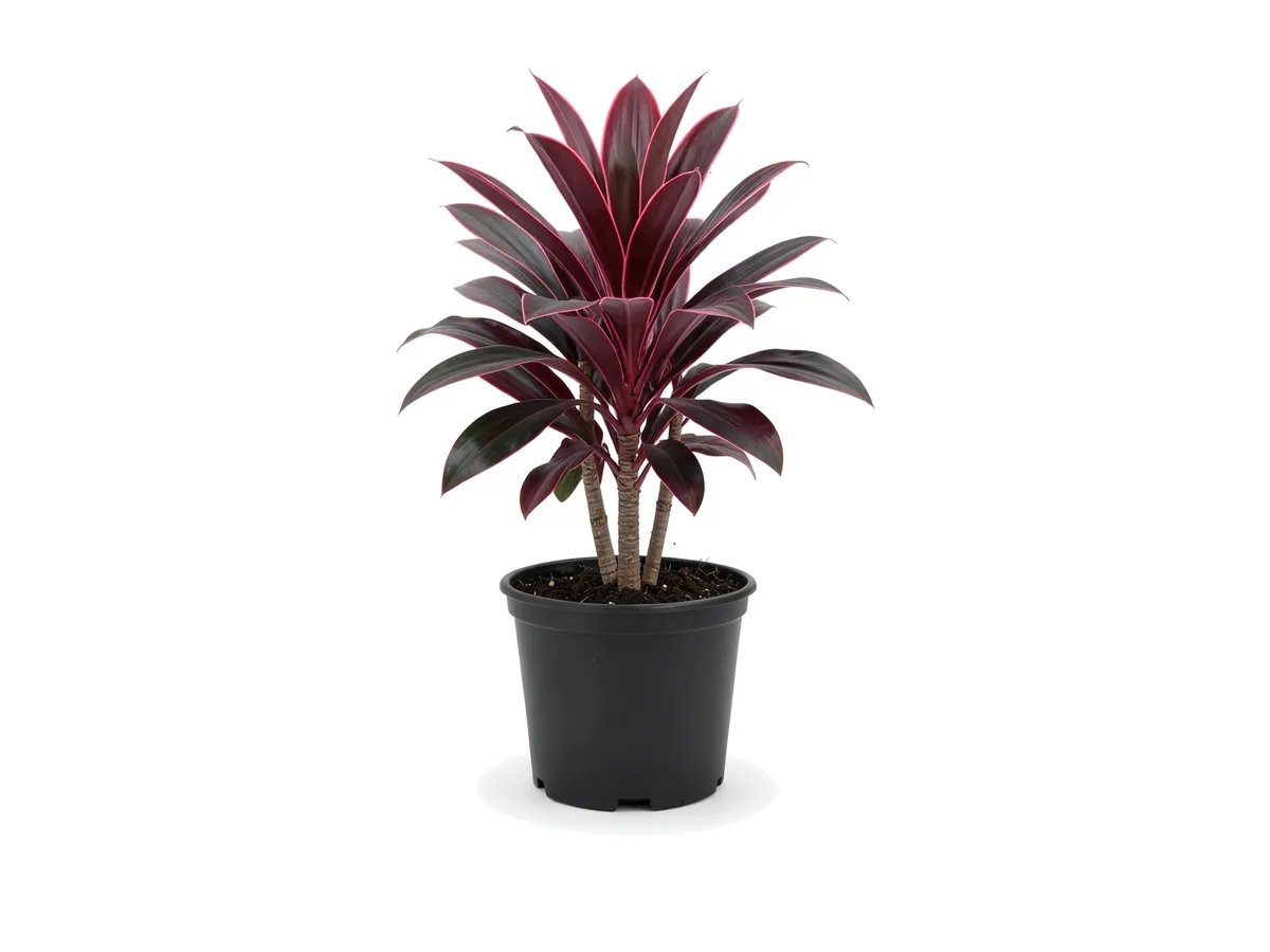 Dracaena Red Princess
