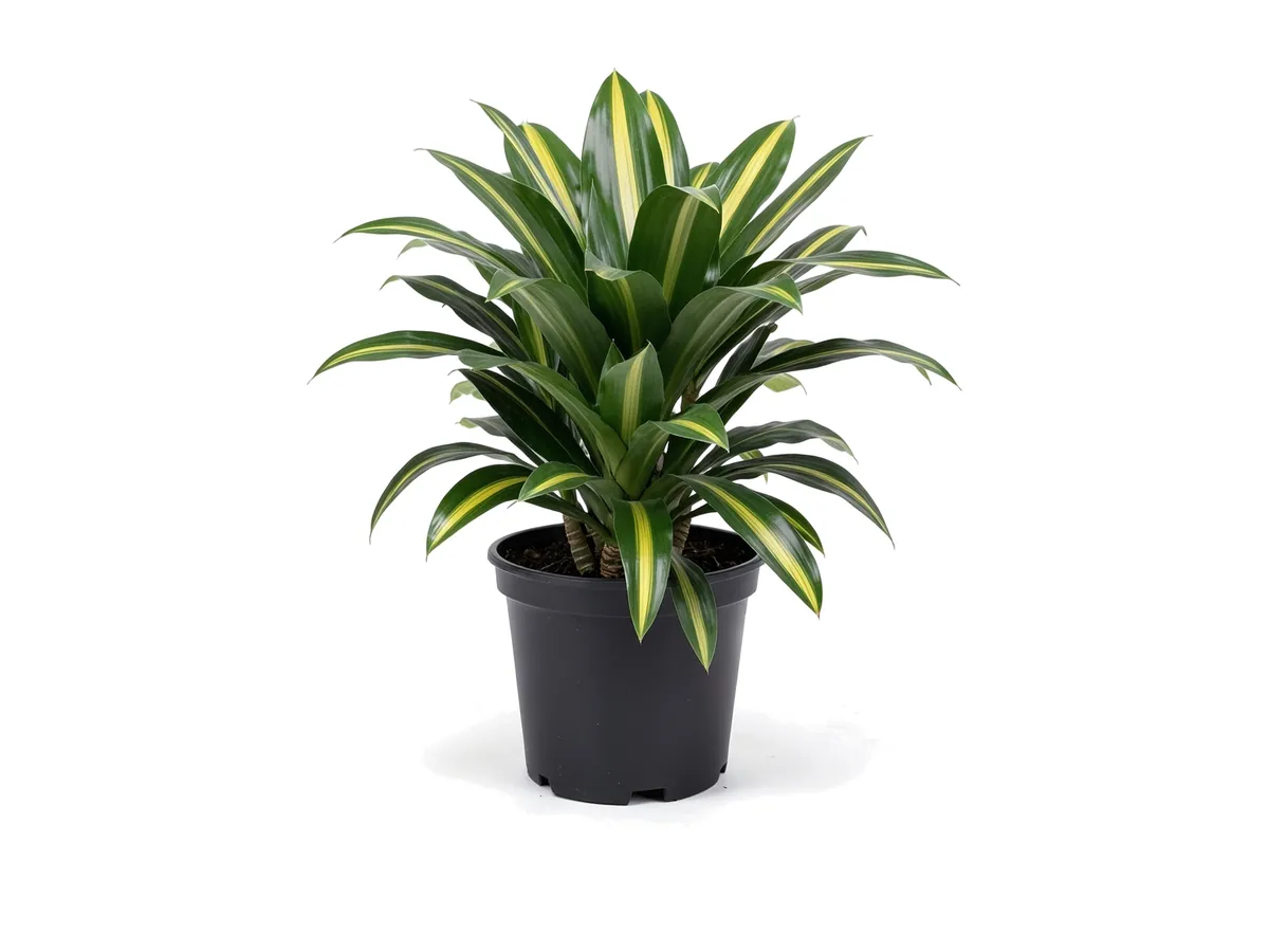 Dracaena Sunshine