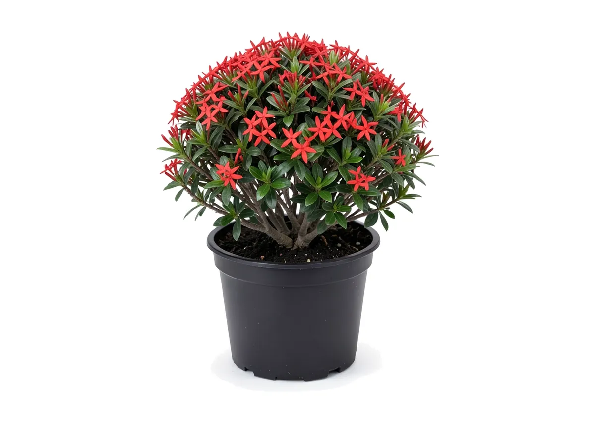 Dwarf Ixora Red, 3 Gallon