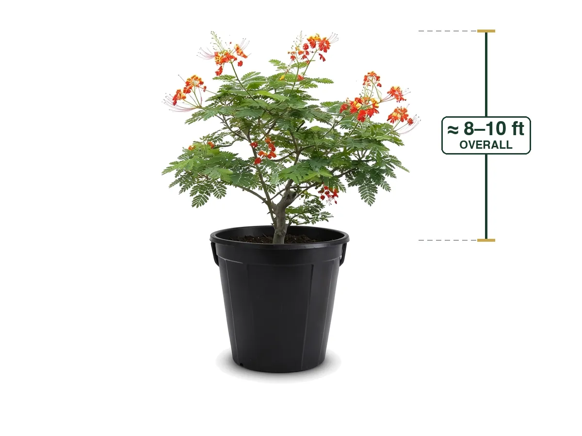 Dwarf Royal Poinciana, 25 Gallon