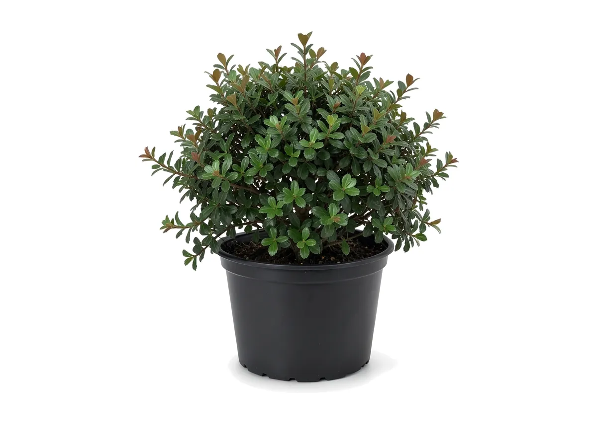 Dwarf Yaupon Holly (Schillings)
