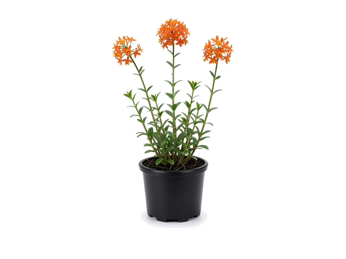 Epidendrum Orchid Orange
