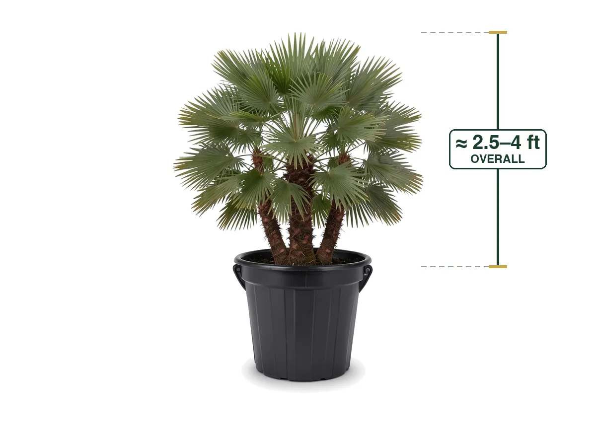 European Fan Palm