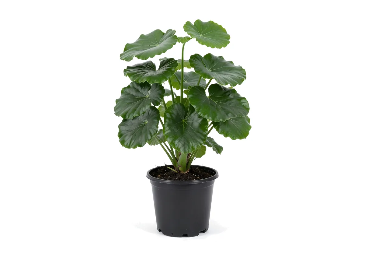 Farfugium Giganteum