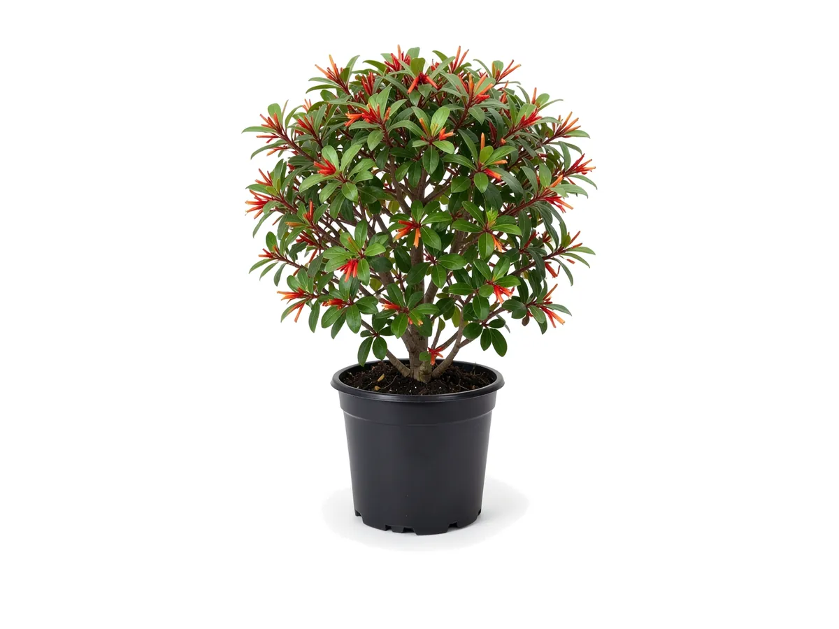 Firebush