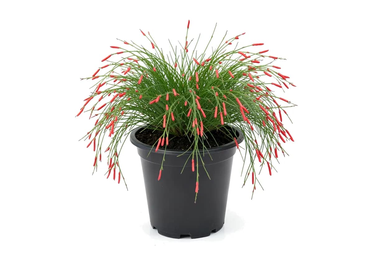 Firecracker Plant