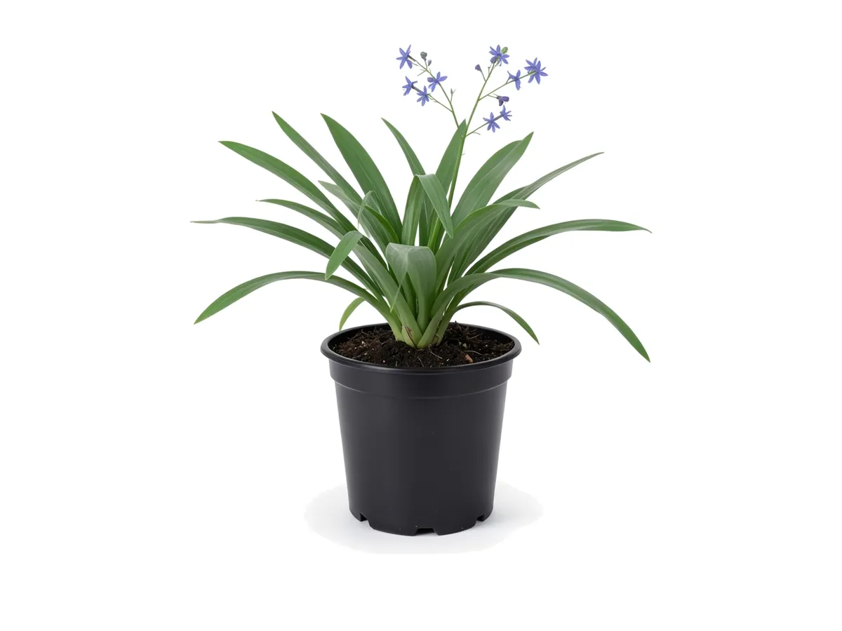 Flax Lily, 1 Gallon